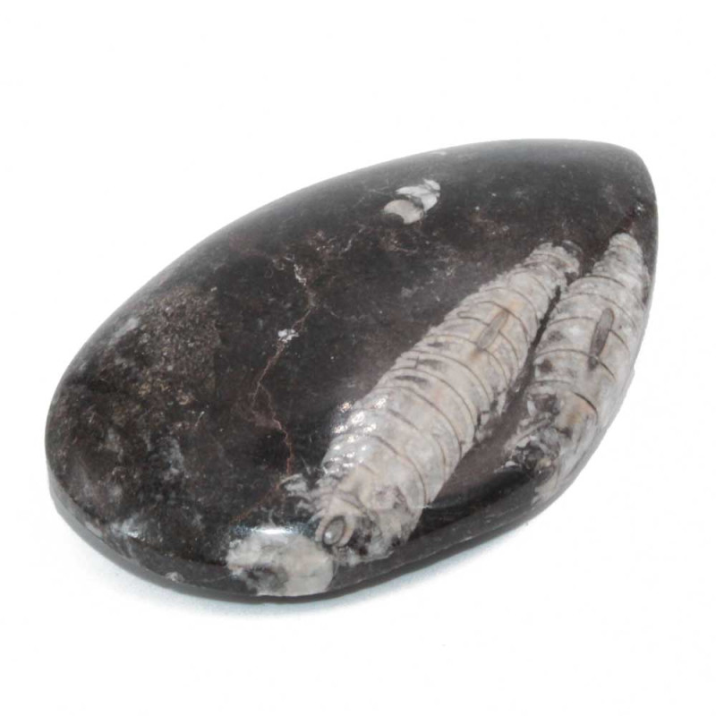 Fossile di ortoceras 90x56 mm 145 grammi - oss-oy6 - Bijouxfaidate.it Fossile di ortoceras 90x56 mm 145 grammi (oss-oy6) - Bijouxfaidate.it